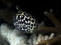   Beauty SeaThe Spotted Moray Eel Gymnothorax isingteena J.Richardson 1845 (J.Richardson, (JRichardson, (J Richardson,  